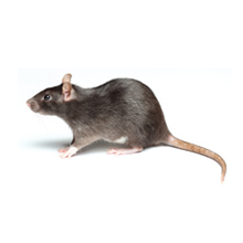 pest-control-plumstead-abba-rats