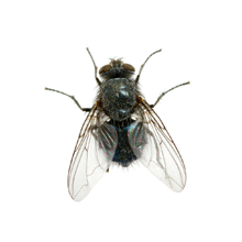 abba-pest-control-of-flies