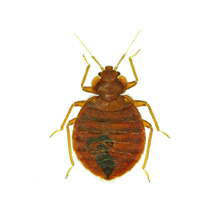 pest-control-of-beetles