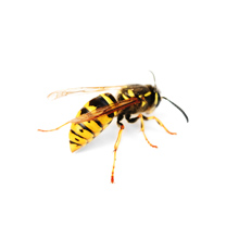 pest-control-of-wasps-and-ants