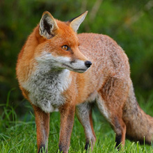 pest-control-of-foxes