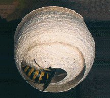 wasp nest removal plumstead